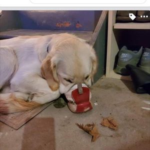 Meet your Posher, Dylan